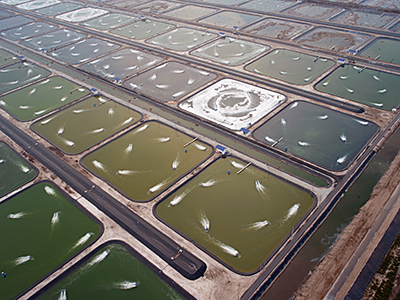 aquaculture